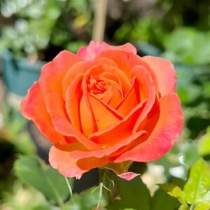 Vulcano Rose Plant｜火神岛 - 图片 10