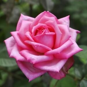 Wedding Bels Rose Plant|婚礼的钟声 - 图片 3