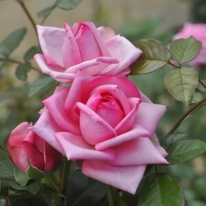 Wedding Bels Rose Plant|婚礼的钟声 - 图片 4