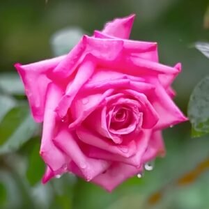Wedding Bels Rose Plant|婚礼的钟声 - 图片 5