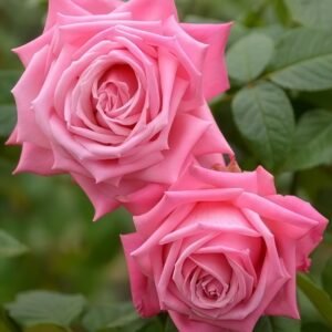 Wedding Bels Rose Plant|婚礼的钟声 - 图片 7