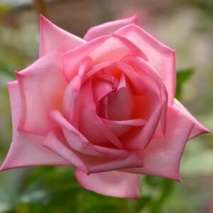 Wedding Bels Rose Plant|婚礼的钟声 - 图片 8