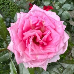 Wedding Bels Rose Plant|婚礼的钟声 - 图片 9