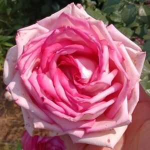 Wedding Bels Rose Plant|婚礼的钟声 - 图片 10