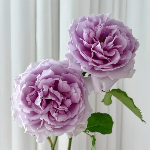 Yinyinqing Rose