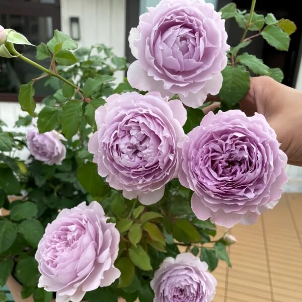 Yinyinqing Rose