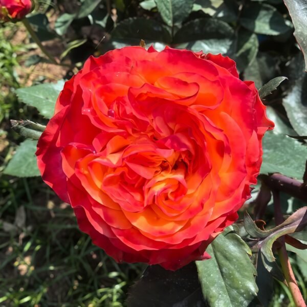 Acapulco Rose