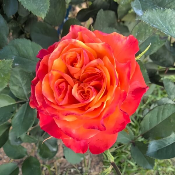 Acapulco Rose