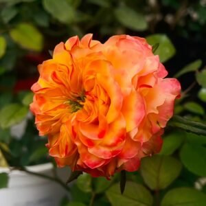 Acapulco Rose
