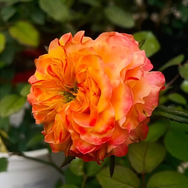 Acapulco Rose