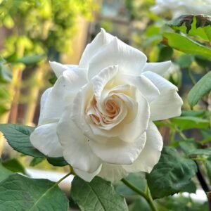 Annapurna Rose