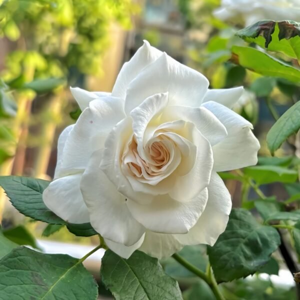 Annapurna Rose