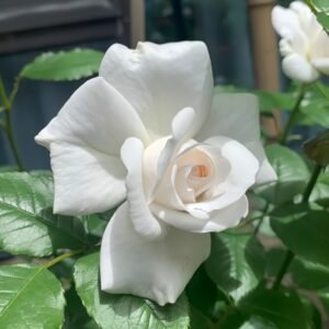 Annapurna Rose