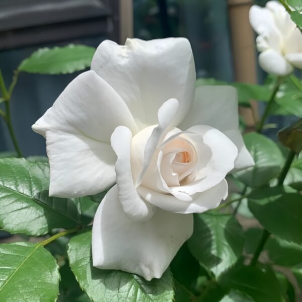 Annapurna Rose