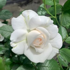 Annapurna Rose