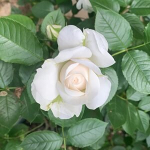 Annapurna Rose