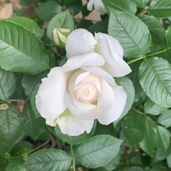 Annapurna Rose