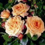 Barock Rose