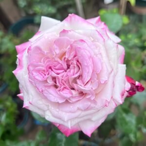 Bella Linda Fairy Rose