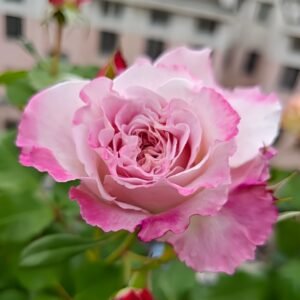 Bella Linda Fairy Rose