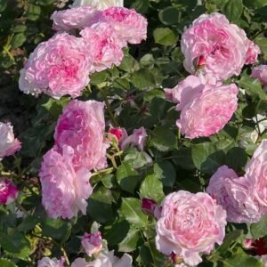 Bella Linda Fairy Rose