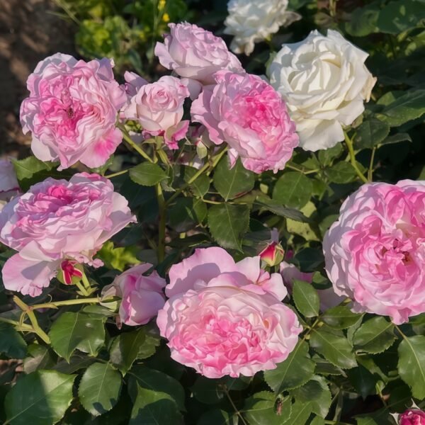 Bella Linda Fairy Rose