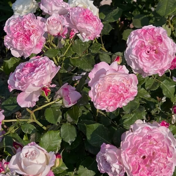 Bella Linda Fairy Rose