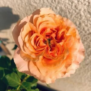 Belle d’Anjou Rose