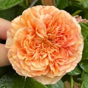 Belle d’Anjou Rose