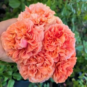 Belle d’Anjou Rose