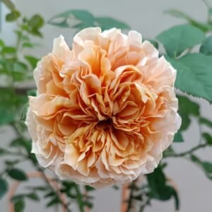 Belle d’Anjou Rose