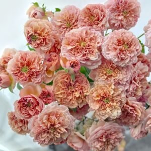 Belle d’Anjou Rose