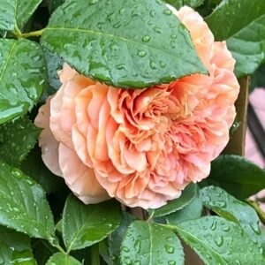 Belle d’Anjou Rose