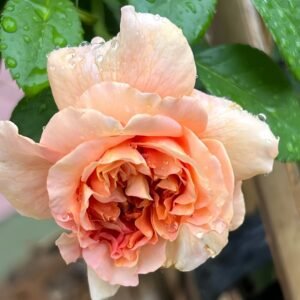 Belle d’Anjou Rose