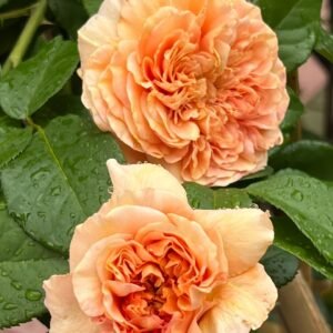 Belle d’Anjou Rose
