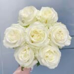 Blanche Elegance Rose