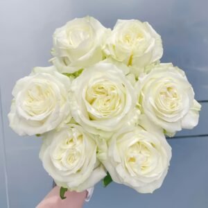 Blanche Elegance Rose