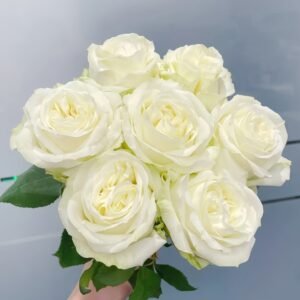 Blanche Elegance Rose