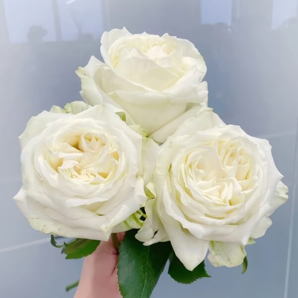 Blanche Elegance Rose