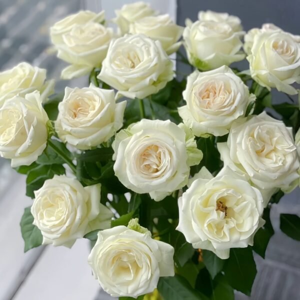 Blanche Elegance Rose