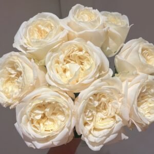 Blanche Elegance Rose