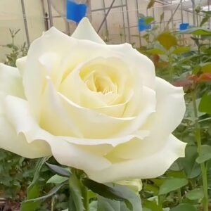 Blanche Elegance Rose Plant|白荣耀 - 图片 9