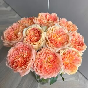 Candy Antique Rose Plant｜奶糖古董 - 图片 10