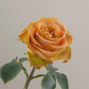 Copper Kiss Rose