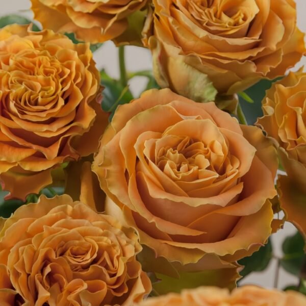 Copper Kiss Rose
