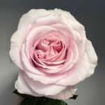 Cosset Rose