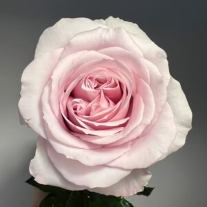 Cosset Rose
