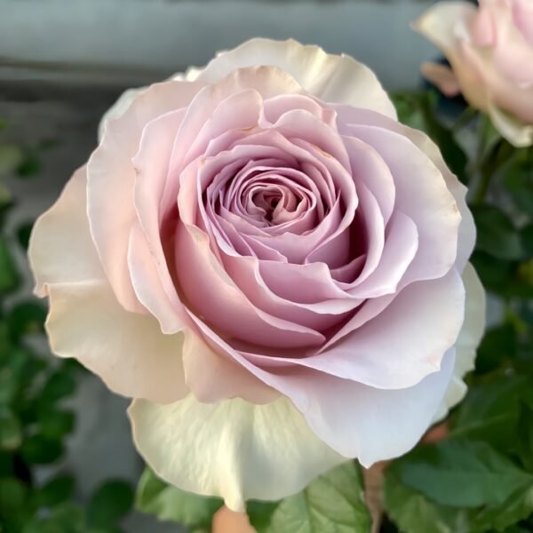 Cosset Rose