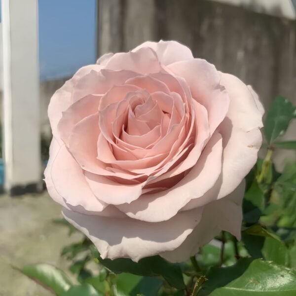 Cosset Rose