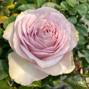 Cosset Rose